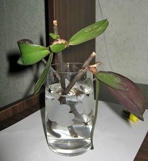 Як розмножити орхідею в домашніх умовах
