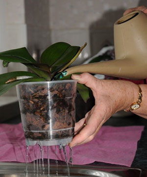 А ви знаєте, як правильно поливати орхідею?