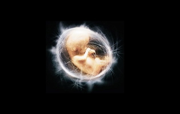 Плацента — перша колиска дитини