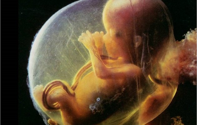 Плацента — перша колиска дитини
