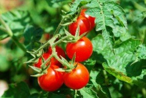 Сорти томатів для домашнього вирощування