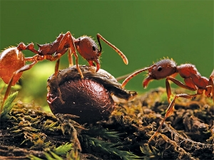 Особливості харчування мурах