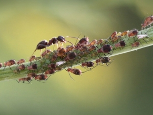 Прості способи позбавлення від мурашок в городі