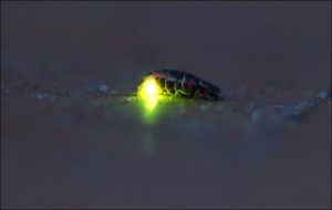 Світлячки – живі ліхтарики