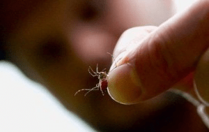 Як ефективно позбутися комарів у будинку