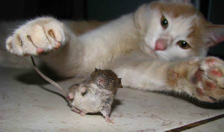 Методи боротьби з мишами в приватному будинку