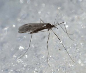 Куди зникають на зиму комарі