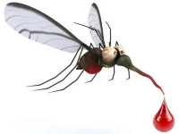 Харчування самця комара звичайного