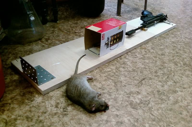Як можна позбутися від щурів в квартирі