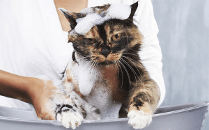 Як швидко позбавити кошеня від бліх з допомогою шампуню