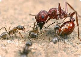 Цікаві факти про мурахах