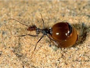 Медові мурахи – живі карамельки