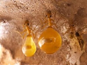 Медові мурахи – живі карамельки