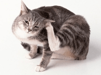 Найбільш ефективні засоби і методи боротьби з блохами у кішок