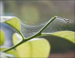 Кліщ павутинний на кімнатних рослинах