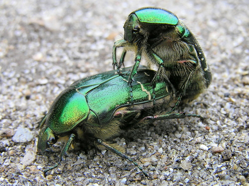 Як живуть і чим харчуються бронзові жуки