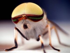 Овод: звичайна муха або небезпечний паразит
