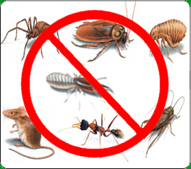 Дезінсекція – позбавлення від докучливих комах