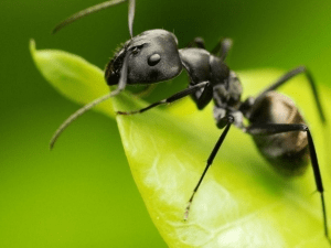 Прості способи позбавлення від мурашок в городі