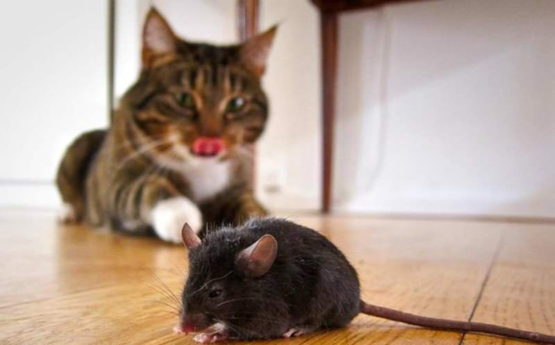 Як можна позбутися від щурів в квартирі