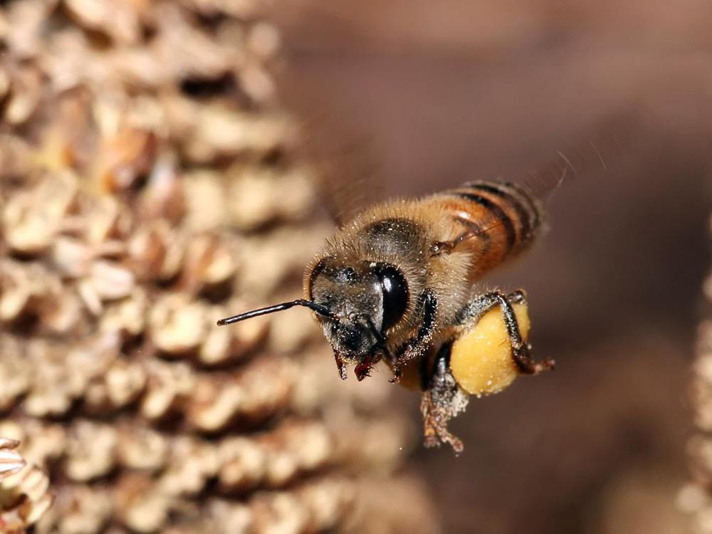 Весна в господарстві бджоляра: роботи і турботи
