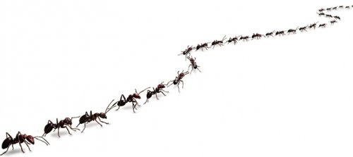 Дрібні мурашки в будинку: способи знищення