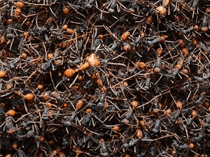 Особливості життя кочових мурах
