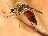 Що потрібно знати про комарів