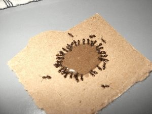 Як позбутися від мурашок в квартирі