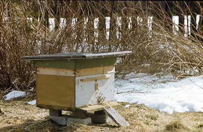 Весна в господарстві бджоляра: роботи і турботи