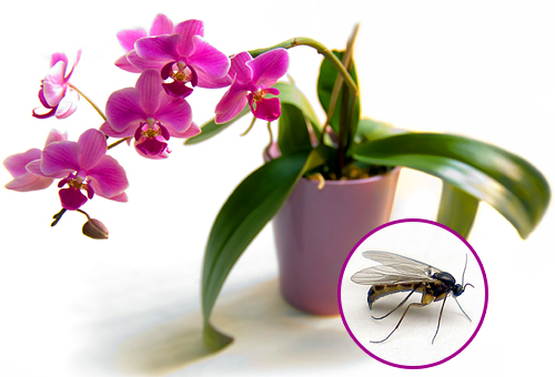 Як захистити орхідеї від мошок