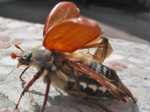 Особливості внутрішньої будови травневого жука