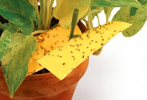 Секрети позбавлення квітів від настирливих комах
