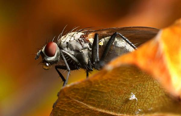 Чим живляться різні види мух