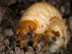 Особливості внутрішньої будови травневого жука