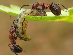 Особливості харчування мурах