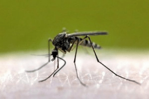 Основні відомості про тропічних комарів