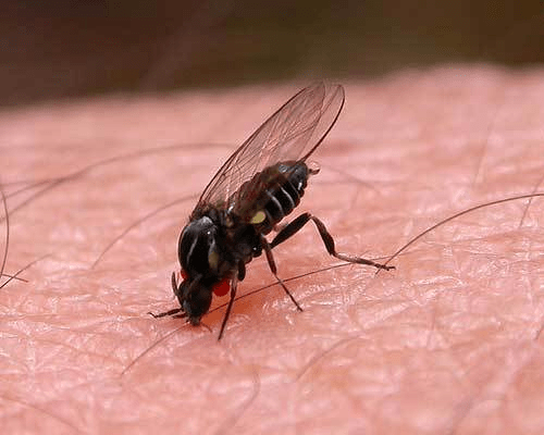 Безпечний укус мухи