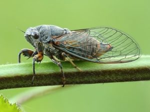 Мухи цикади – музиканти шкідники