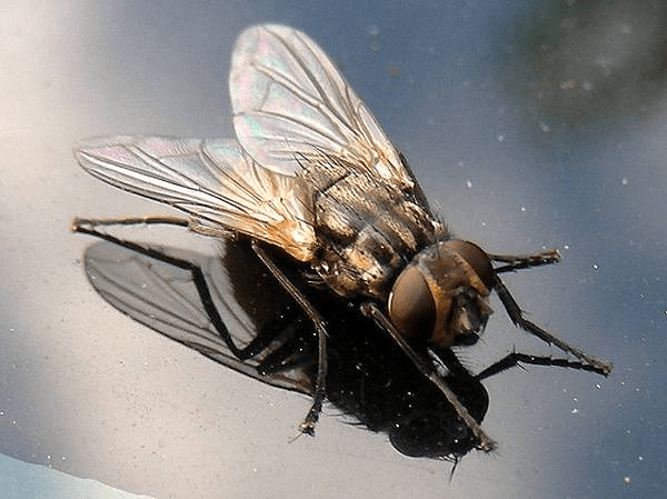 Скільки триває життя звичайної мухи