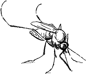 Особливості будови комара