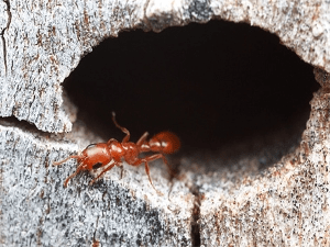 Тривалість життя мурашки