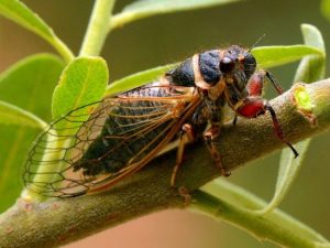 Цикада – комаха з прекрасним голосом