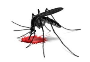 Тривалість життя звичайного комара