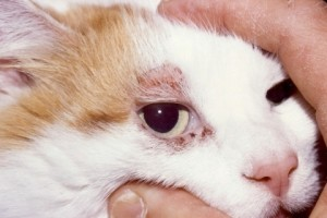Підшкірний кліщ у кішок