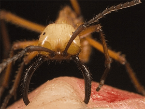 Особливості життя кочових мурах