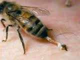 Бджолиний укус: користь чи шкода