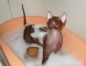 Як швидко позбавити кошеня від бліх з допомогою шампуню
