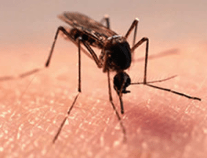 Ознаки алергії і методи лікування при укусах комарів