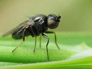 Шведська муха – серйозна загроза для злакових культур